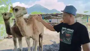 Pengelola-Peternakan-Faisal-Effendi-menunjukkan-hewan-kurban-unta-di-bwf.jpg