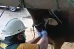 Sapi-sapi-yang-berada-di-Instalasi-Karantina-Hewan.jpg