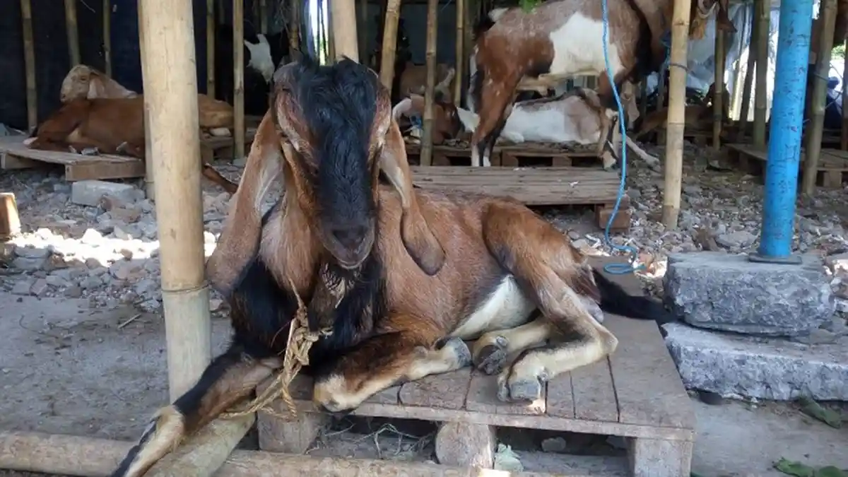 Pedagang Hewan Kurban di Pasar Semanggi Solo Ungkap Resep Andalan agar Hewan Kurbannya Tetap Bugar