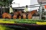 Polisi Berkuda Amankan Pemilu 2014