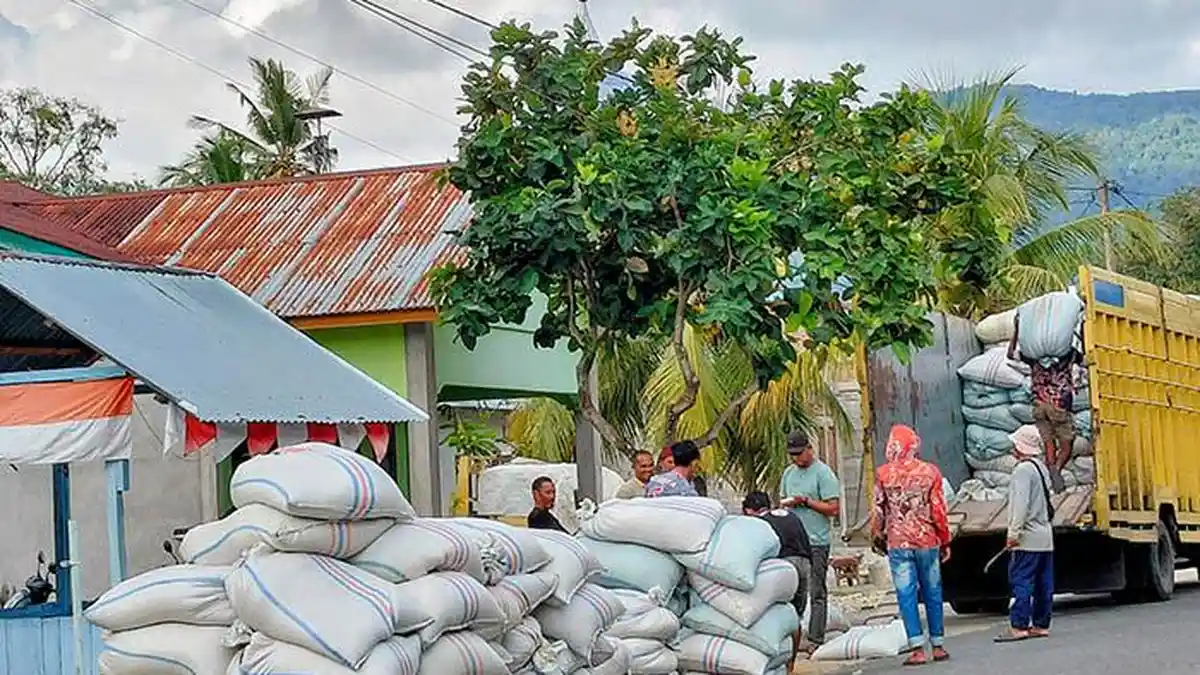 Awal Musim Panen, Harga Gabah di Abdya di Atas HPP