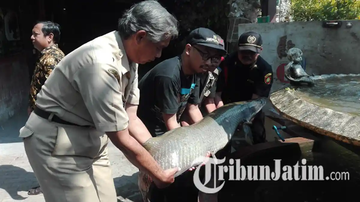Ikan Arapaima Ditemukan di Surabaya, Ecoton Turunkan Tim Pemburu