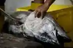 Ikan Tuna Kualitas Ekspor
