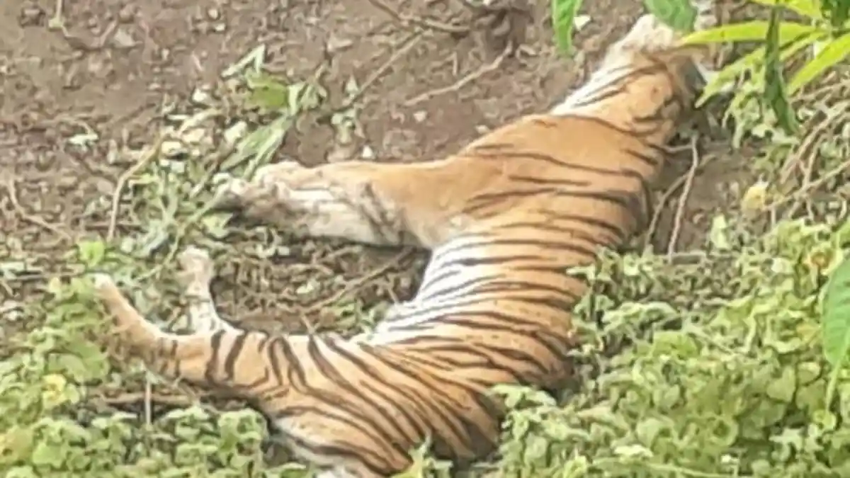 BREAKING NEWS - Harimau Ditemukan Mati di Meukek Aceh Selatan, Diduga Terkena Jerat di Kebun