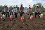 Dukung Program Prabowo, Polres Bengkulu Tengah Tanam Jagung 14,75 Hektare