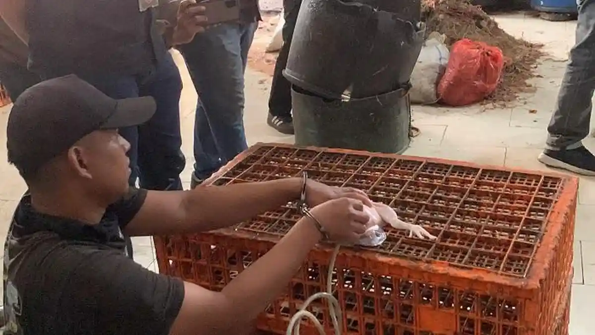 Marak Saat Ramadan, Ini Ciri-ciri Ayam Potong Glonggongan dengan Ayam Normal
