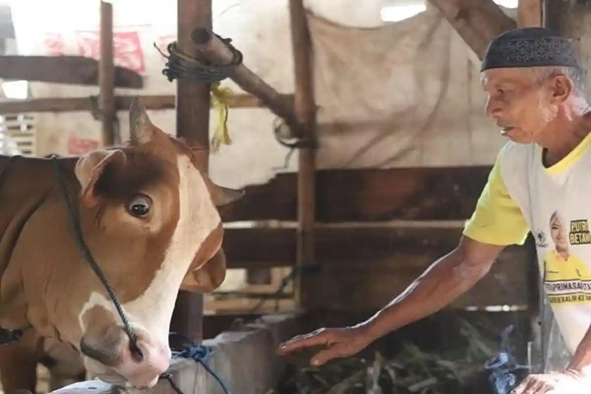 Peternak Lampung Bisa Dapat Kompensasi Rp 10 Juta Untuk Sapi Yang Dimusnahkan Karena PMK