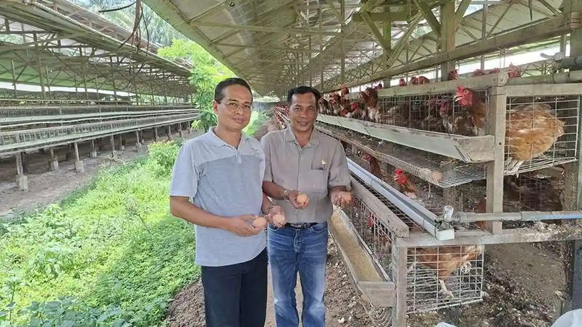 Akhiri Ketergantungan dari Sumut, Pimpinan DPRK Aceh Tamiang Gagas Kembangkan Budidaya Ayam Petelur