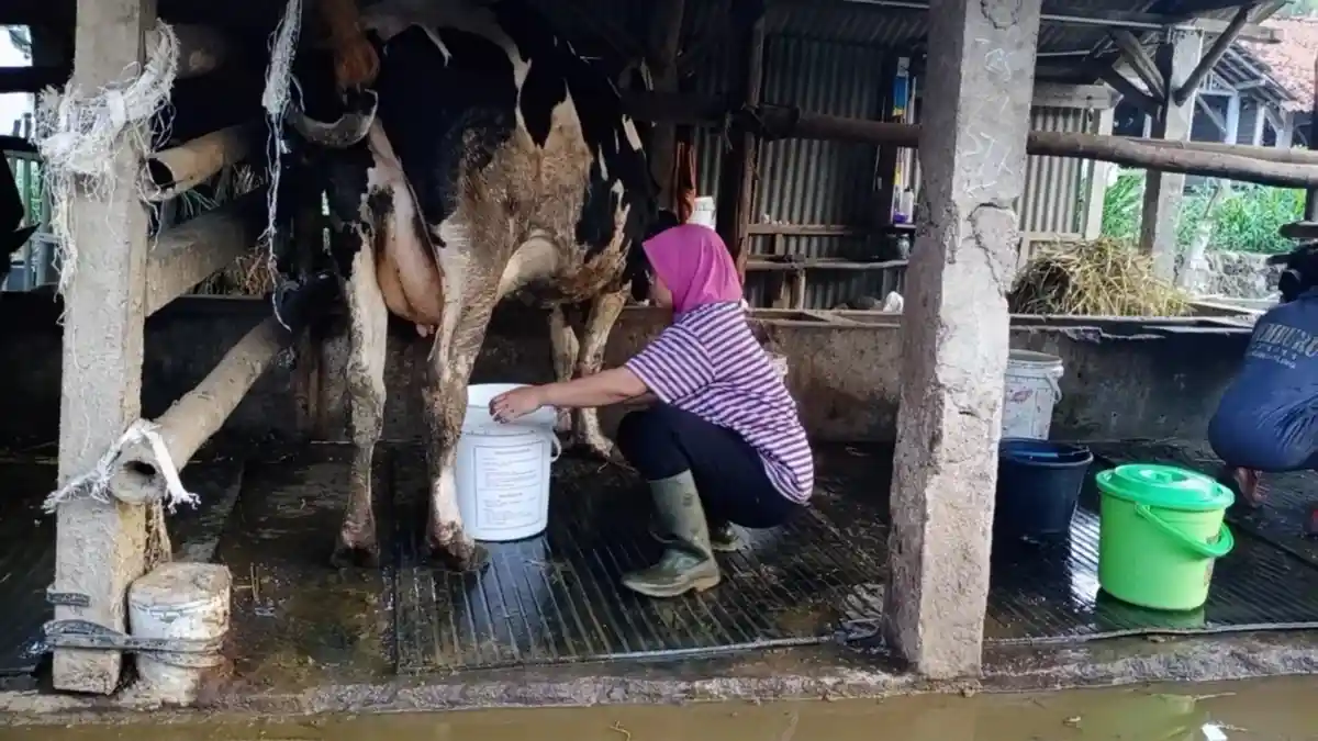 Kisah Peternak Sapi Perah di Kuningan, Sapi Miliknya Mati Gara-gara Makan Daun Singkong