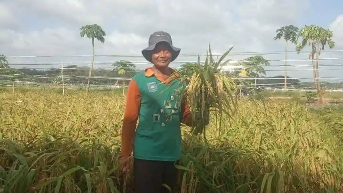 22 Ribu Ha Lahan Sawah Belum Termanfaatkan di Bangka Belitung