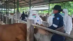 Pelaksananaan-vaksinasi-di-Sentra-Ternak-Sobangan-Badung-00.jpg