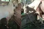 Harga Hewan Kurban di Mamuju Melonjak, Kambing dan Sapi Naik hingga Rp 2 Juta per Ekor