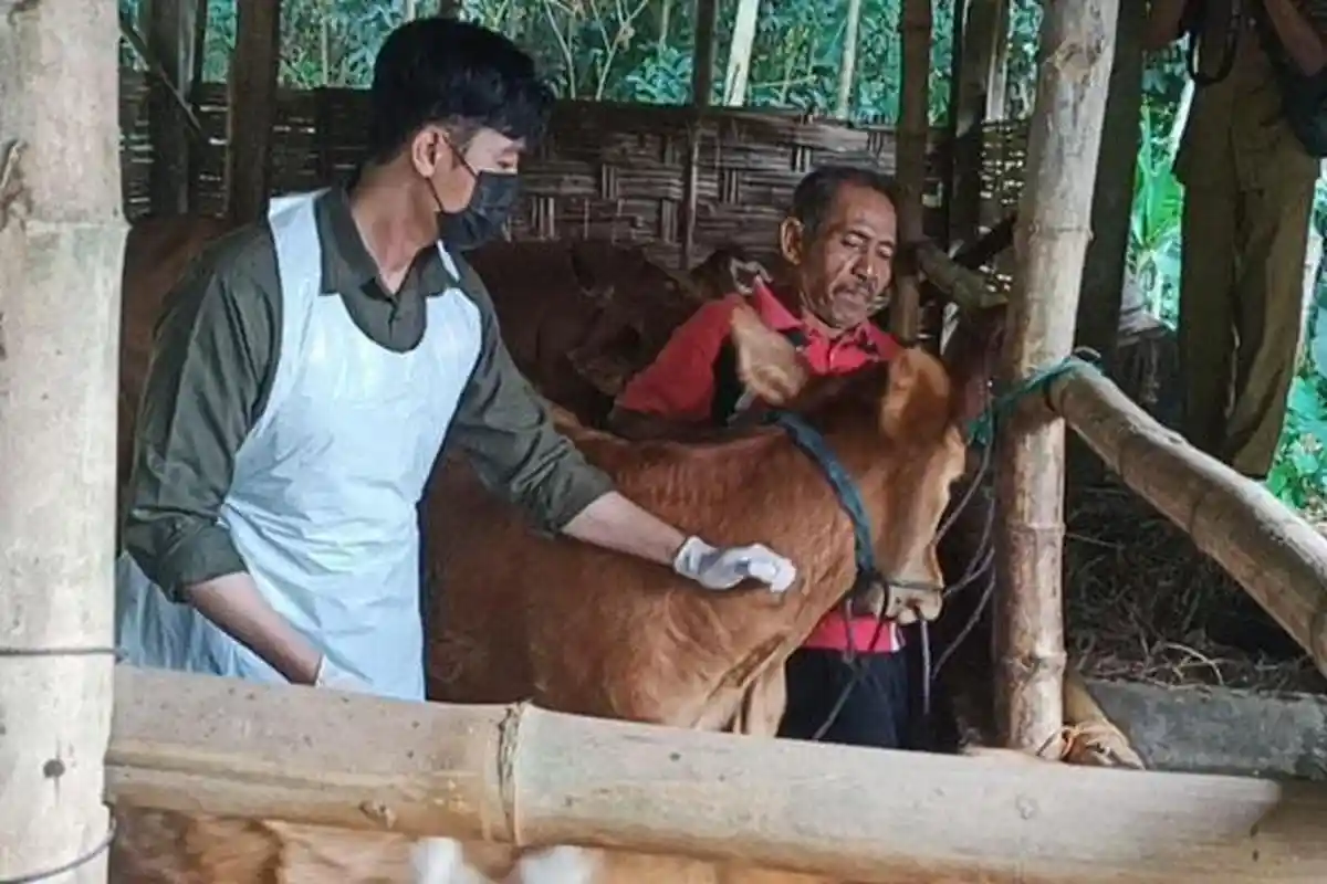 Bantuan untuk Peternak di Trenggalek yang Sapinya Mati Akibat PMK, Hanya 9 Ekor yang Penuhi Syarat