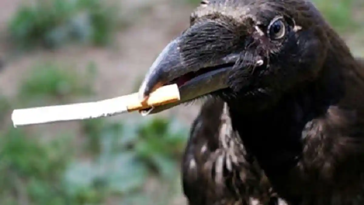 Cerdasnya Burung Gagak, Dipakai di Swedia untuk Pungut Puntung Rokok di Jalanan