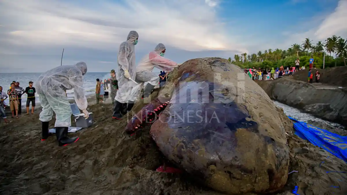 Muntah Ikan Paus Harganya Selangit, Ini Yang Dikhawatirkan Peneliti