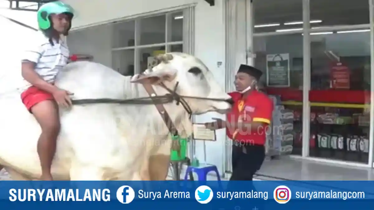 Tunggangi Sapi Saat Belanja ke Minimarket, Kelakuan Warga Sarangan Magetan Ini Menarik Perhatian