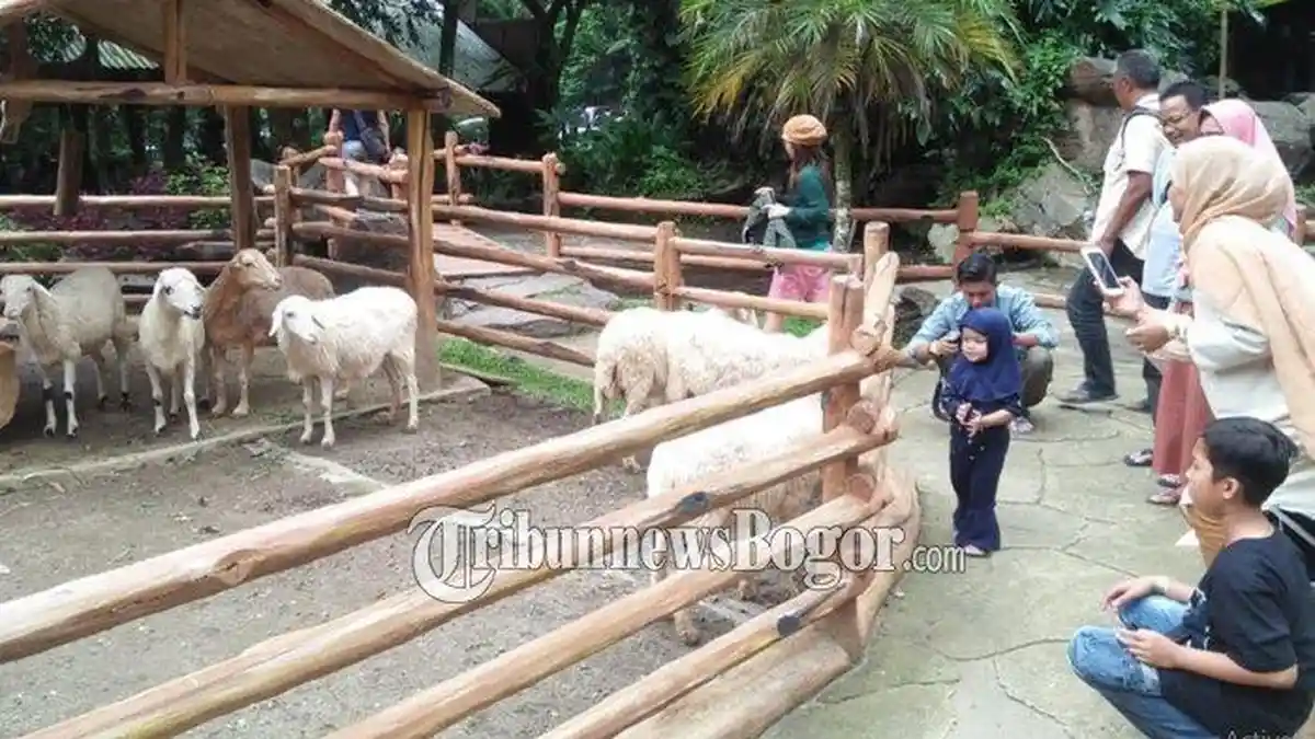 Satwa Pemakan Daging di Taman Safari Bogor Makan Dua Hari Sekali