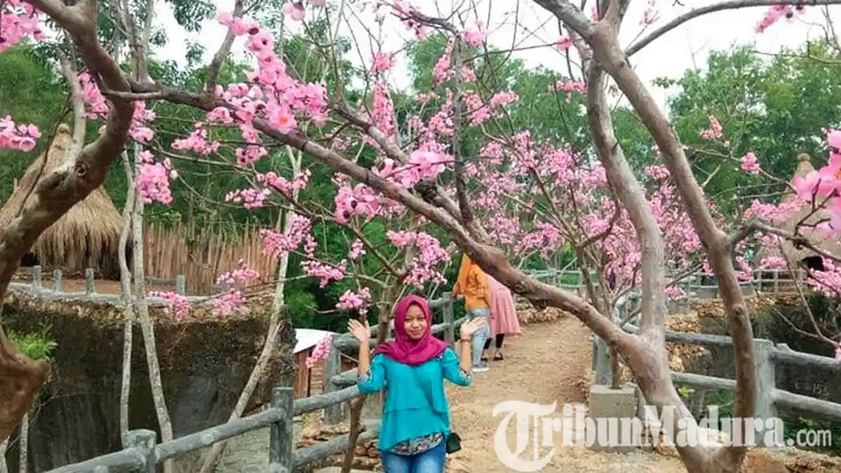 Menikmati Suasana Wisata Negeri Sakura di Pamekasan Melalui Kampoeng Wisata Toron Samalem