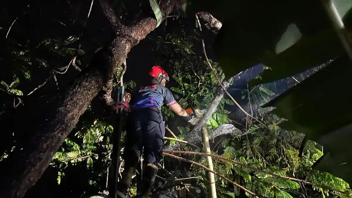 Pohon Petai Tumbang Timpa Rumah Warga di Sampang Cilacap, Atap Rusak