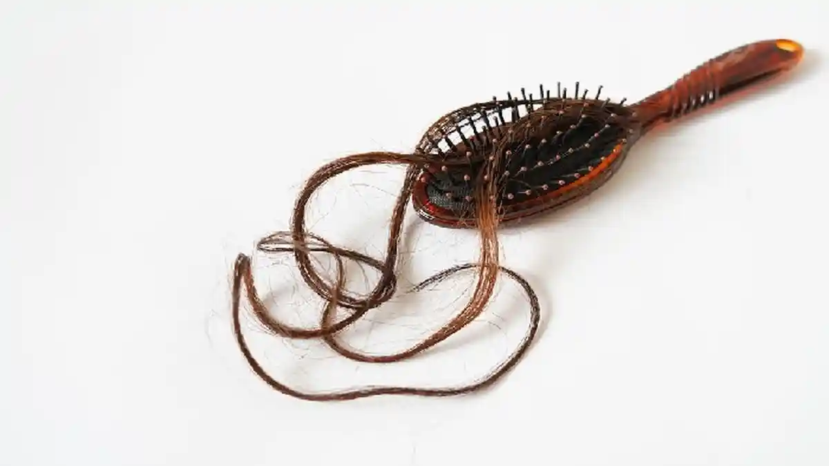 Tidak Pusing Lagi karena Rambut Rontok, Obatnya Daun Sirih, Begini Cara Mudah Membuat Racikannya