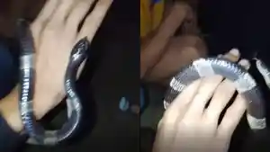 Dua-orang-pemuda-dipatuk-ular-berbisa-di-Pasir-Jaya.jpg
