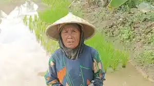 Saripah-petani-sawah.jpg