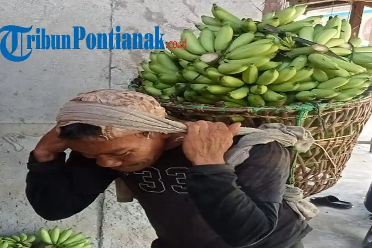 ‎Program MBG Bikin Petani Pisang Kayong Utara Makin Sejahtera