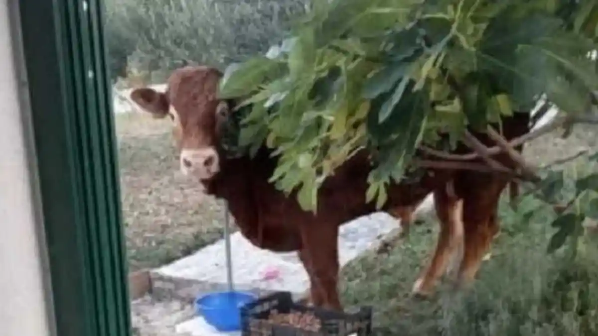 Sapi Seberat 650 Kilogram Dapat Pujian Publik, Hanya Gara-gara Berhasil Lolos dari Rumah Jagal