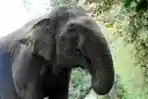 Gajah di Kebun Binatang Ragunan
