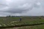 CUACA-MENDUNG-Petani-Tembakau-di-Kelurahan-Gunung-Sekar-KecamatanKabupaten.jpg