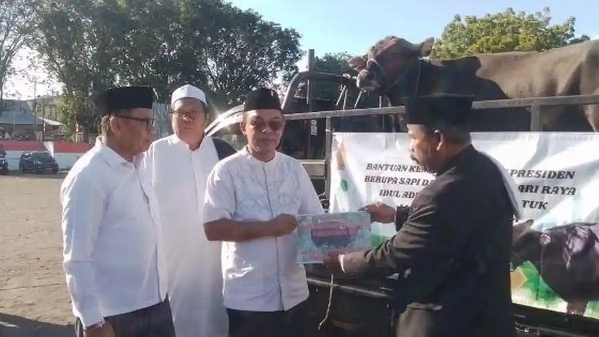 Bupati Ende Serahkan Sapi Kurban Bantuan Presiden RI Seberat 614 Kg