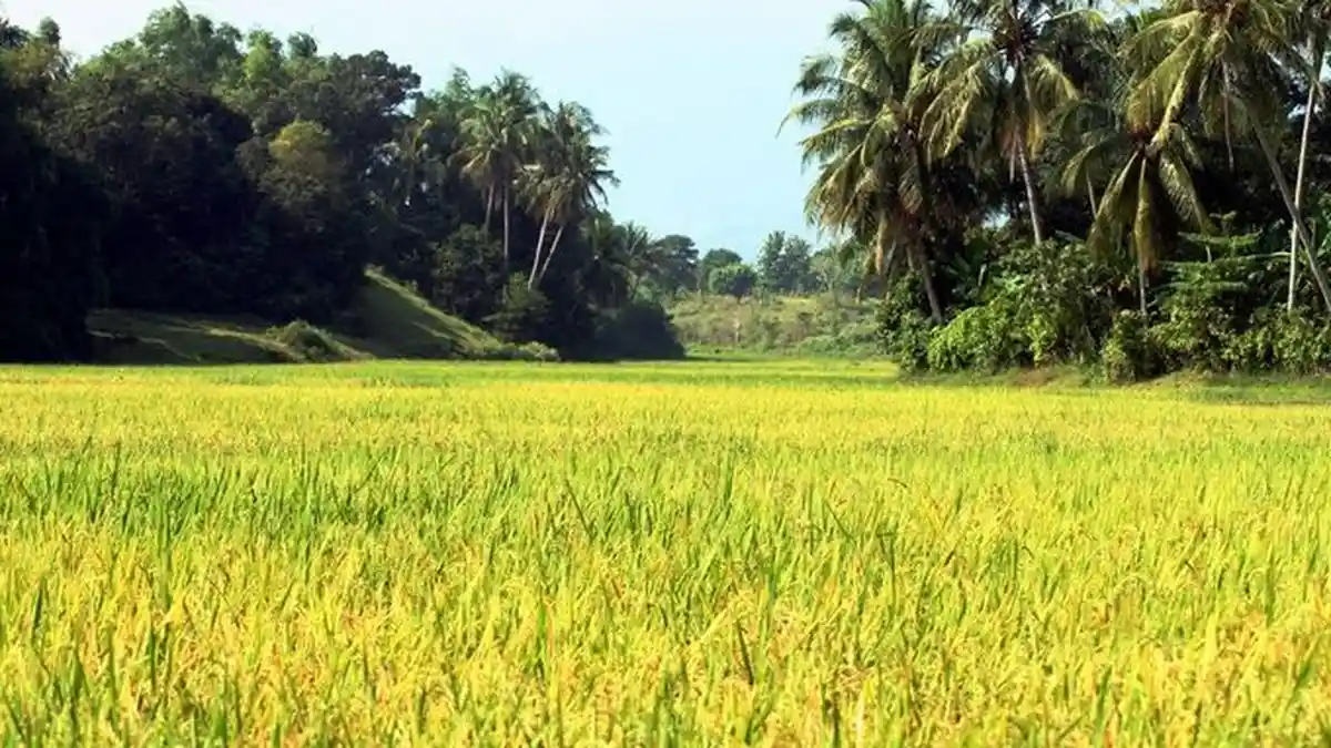 Padi Mutasi Nuklir Sulawesi Selatan Disebut yang Terbaik, Ini Penjelasannya