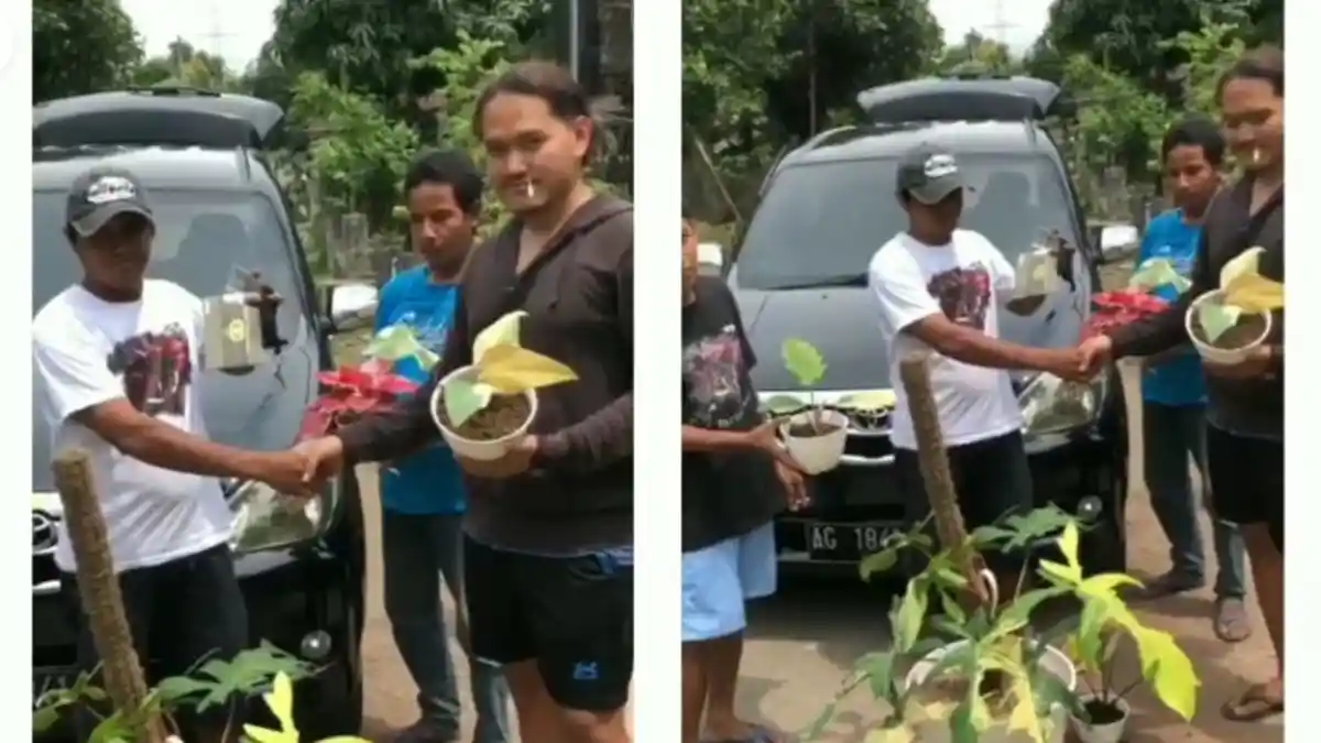 VIRAL Pria Tukar Mobil Avanza dengan Tanaman Hias Jenis Philo & Caladium, Berapa Harga Satu Potnya?
