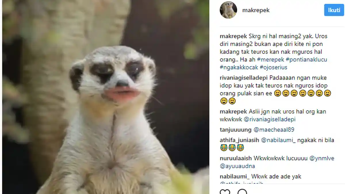 Ngakak, Ini Video Makrepek Musang Lantes Yang Viral di Instagram
