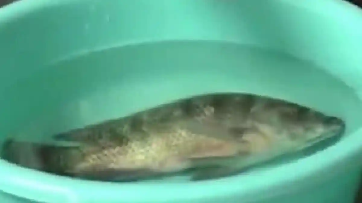Hiii, Inilah Ikan Hantu yang Bangkit dari Kematian