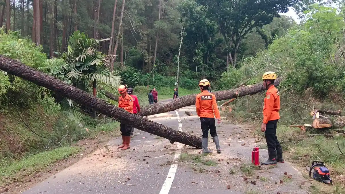 Angin Kencang Terjang Kaliwiro Wonosobo Akibatkan Pohon Tumbang
