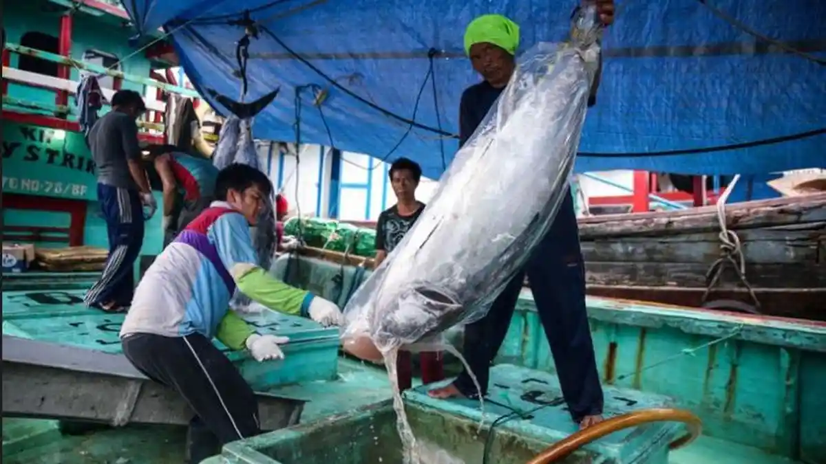 Indonesian Tuna and Eel Potential to be Exported to Japan, Technology and Financial Supports Needed