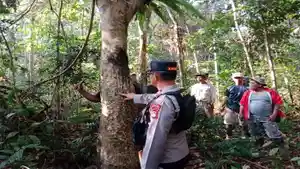 Pasca-2-Warga-Jadi-Korban-Sarang-Beruang-Ditemukan-di-Kebun-Karet-Musi-Rawas-Berada-di-Atas-Pohon.jpg