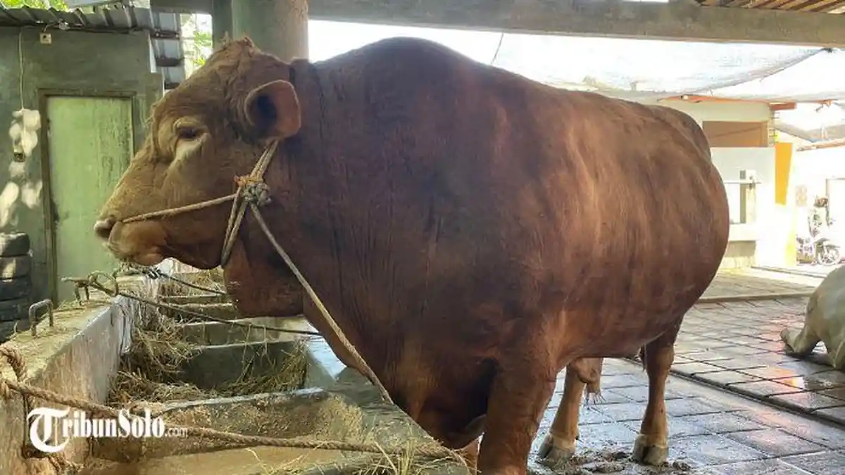 Harga Sapi Melonjak Jelang Idul Adha 2026, Permintaan Kurban di Sukoharjo Tetap Tinggi