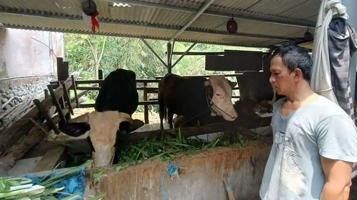 Puluhan Sapi di Kota Malang Sudah Disuntik Vaksin, Cegah Penyakit Mulut dan Kuku