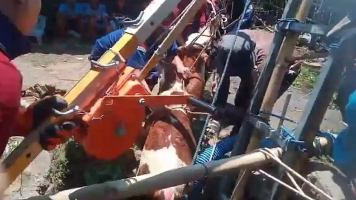 Evakuasi Sapi Tercebur Sumur 12 Meter di Banyuwangi Berlangsung Dramatis