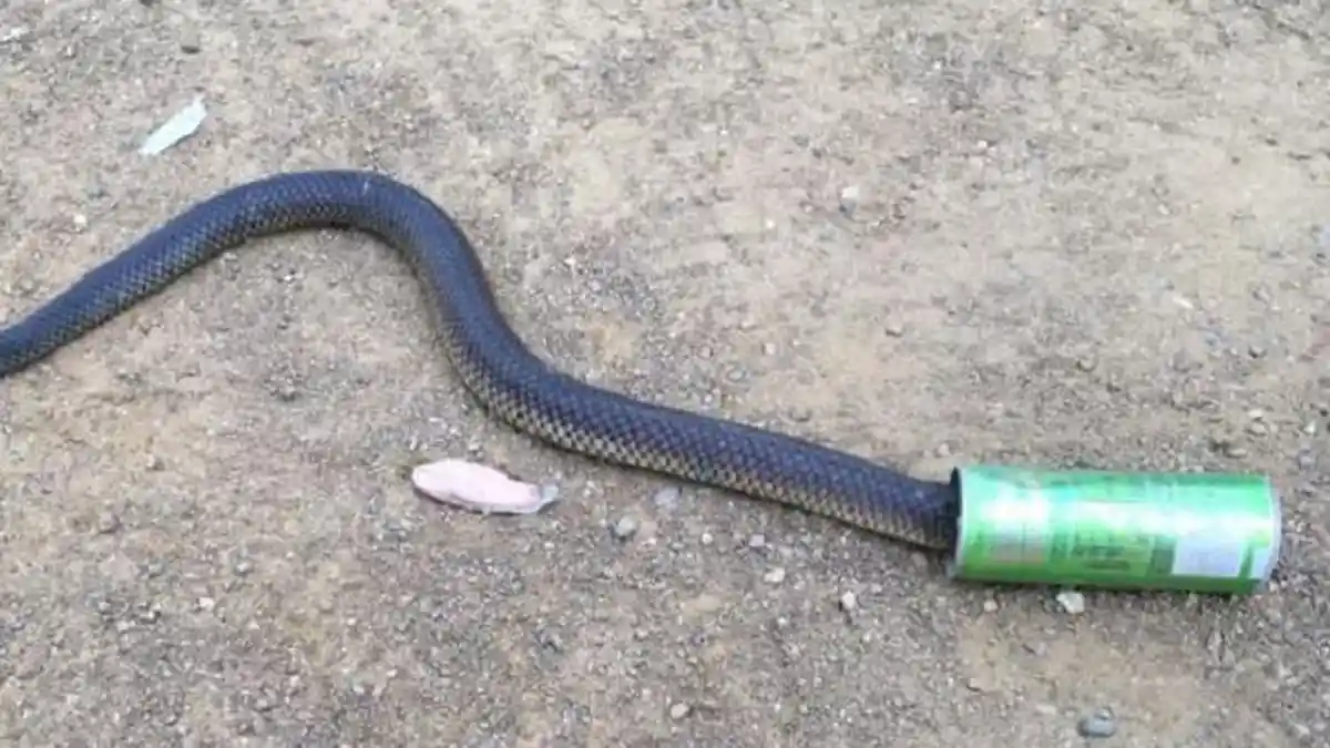 Penyebab Fenomena Banyak Ular di Australia Tersangkut di Kaleng Minuman