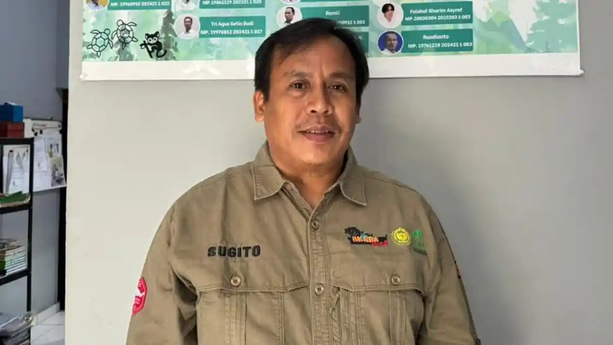Dua Hari 2 Bangkai Buaya Ditemukan di Pangkalpinang, BKSDA: Kasus Ini Berbeda 