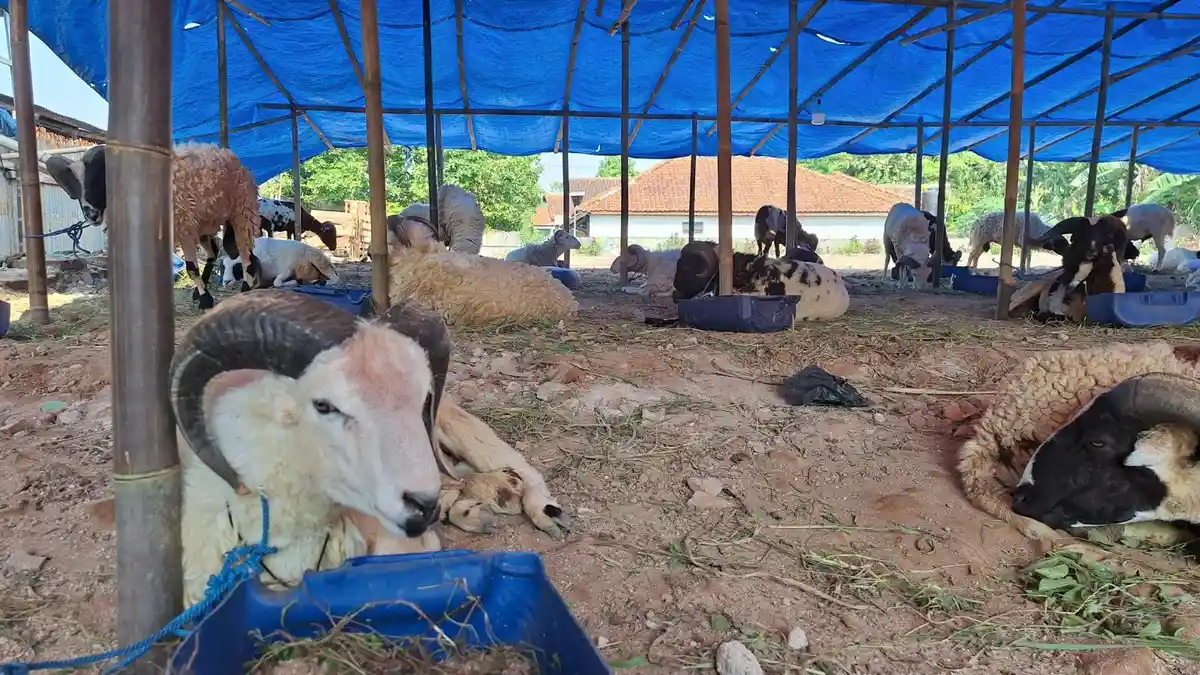 Resep Ala Dokter Hewan! Ini Tiga Cara Kurangi Bau Perengus Daging Kambing