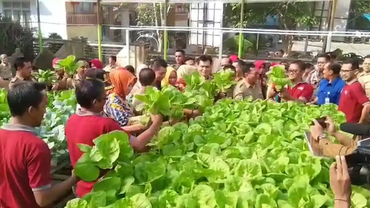 VIDEO: Bupati Bangka Mulkan Panen Sayur Hidroponik