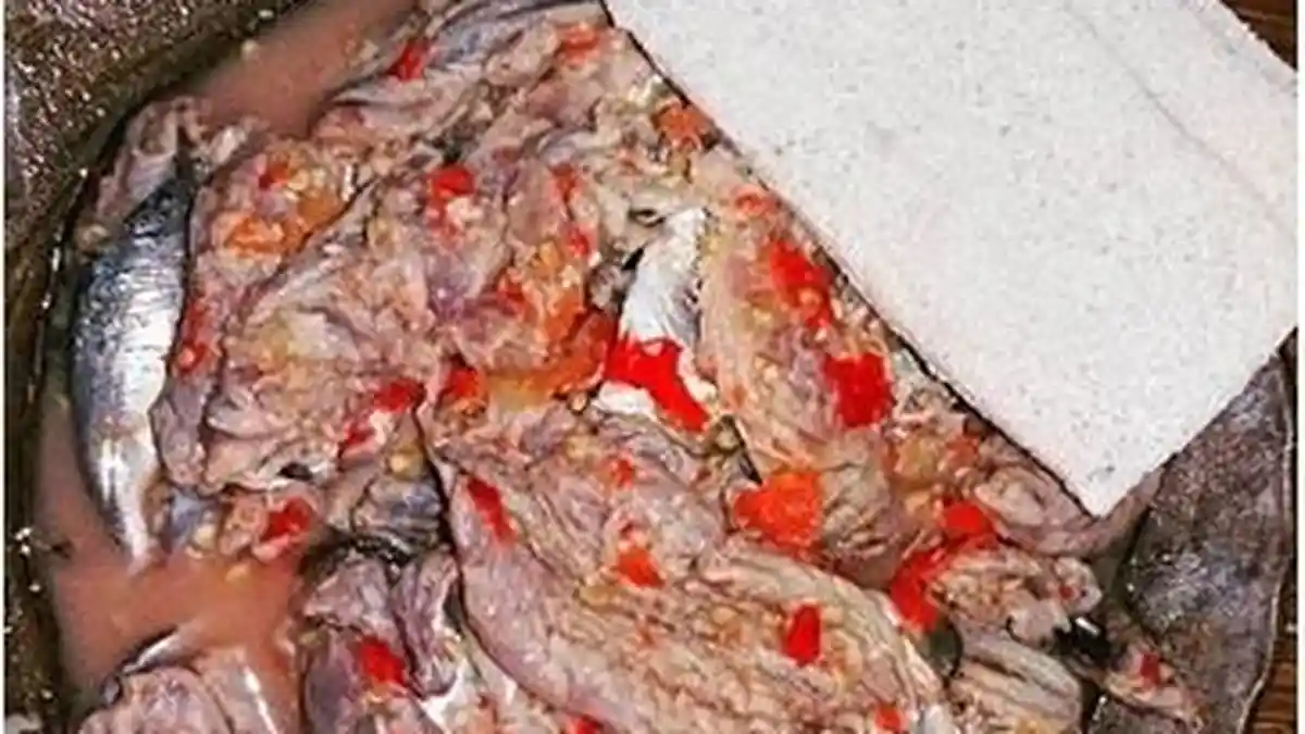 TRIBUN WIKI: Pacco, Kuliner Ikan Mentah Luwu Dipercaya Bisa Menambah Stamina Pria