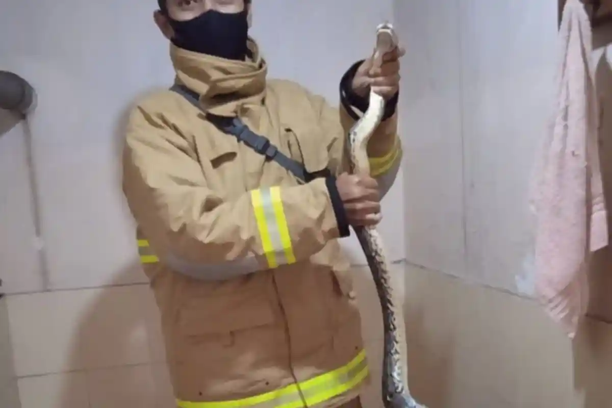 Ular Sanca di Kamar Mandi Warga di Ciamis, Petugas Cuma Butuh 5 Menit Buat Menangkapnya