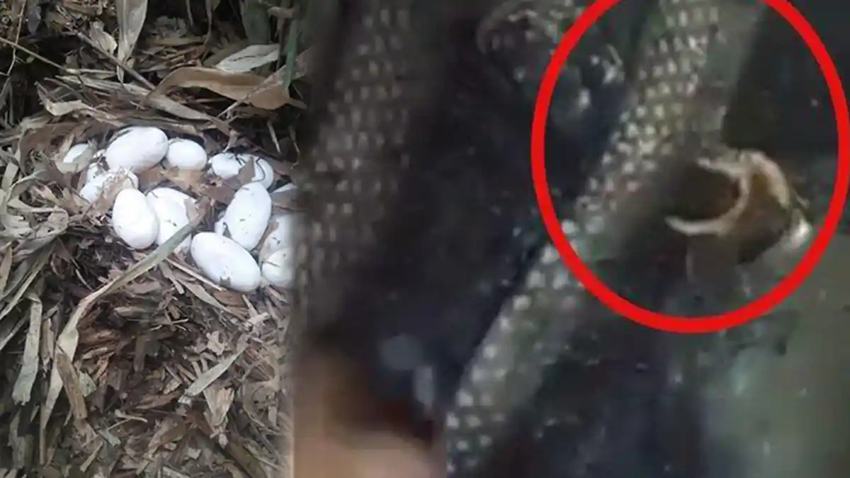 Waspada, 30 Telur King Cobra Ditemukan di Tegalan Banjar Munduk Lumbang Bali