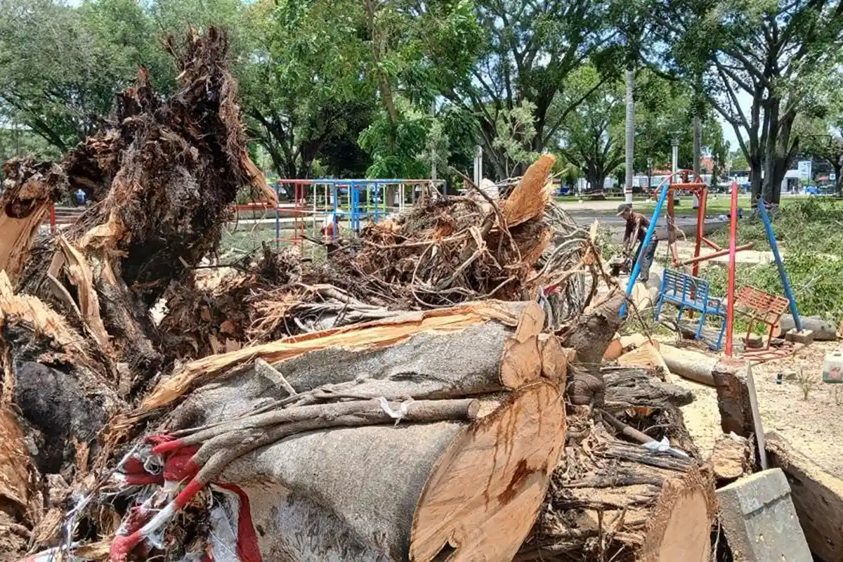 Tragedi Idulfitri di Pemalang, Pohon Beringin Tua Tumbang Timpa Belasan Warga, Tiga Orang Meninggal