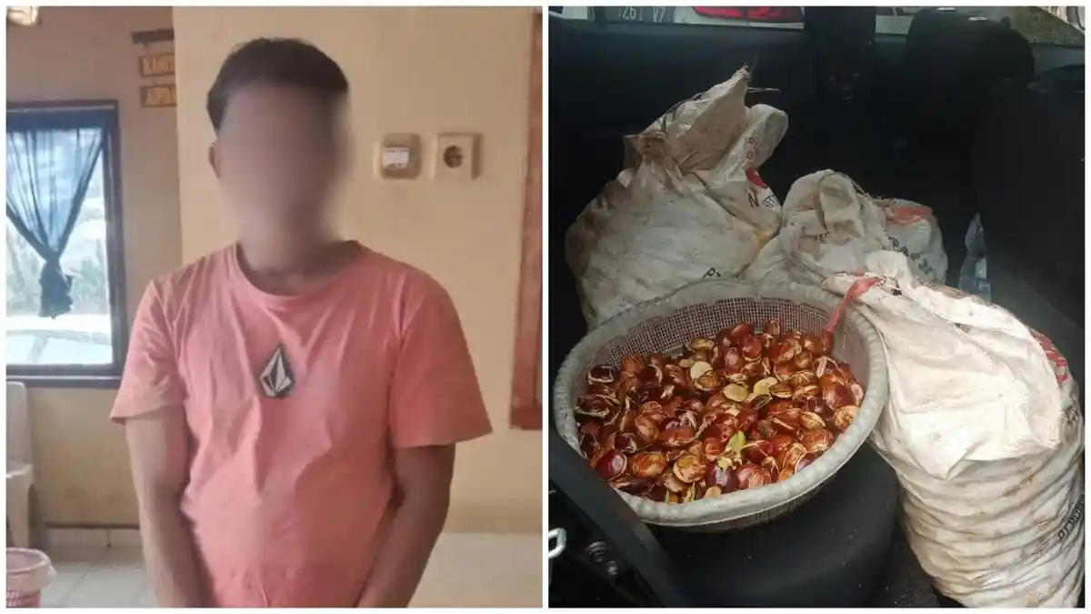 Pemuda Asal Wajo Curi 3 Karung Jengkol di Towoti Luwu Timur Ditangkap Polisi